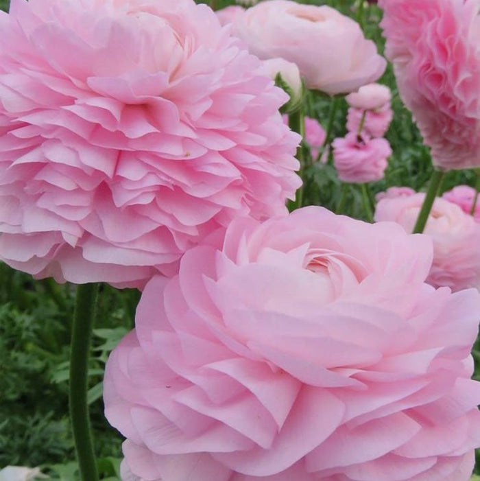 pink rose chiaro ranunculus