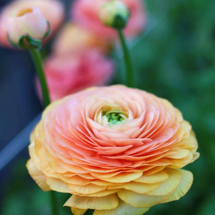 Italian Ranunculus Elegance Salmon - blooms in pink/orange/yellow
