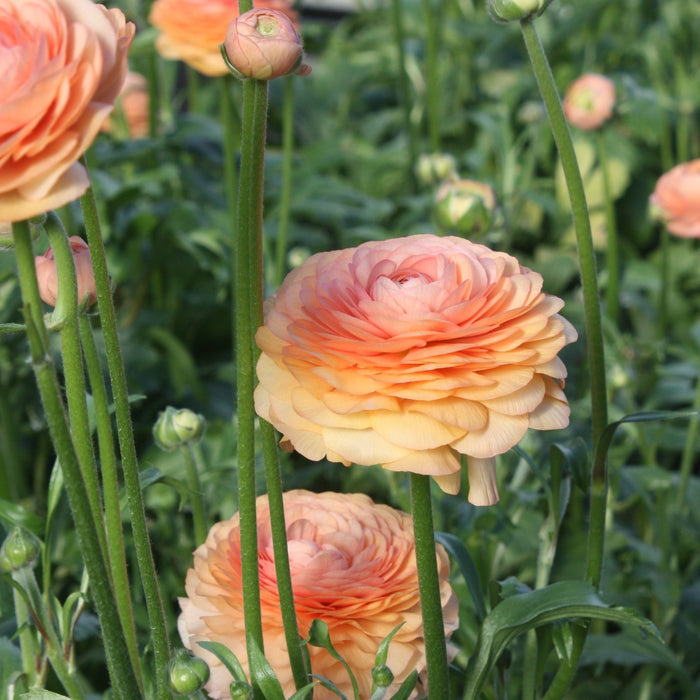 Italian Ranunculus Elegance Salmon - blooms in pink/orange/yellow