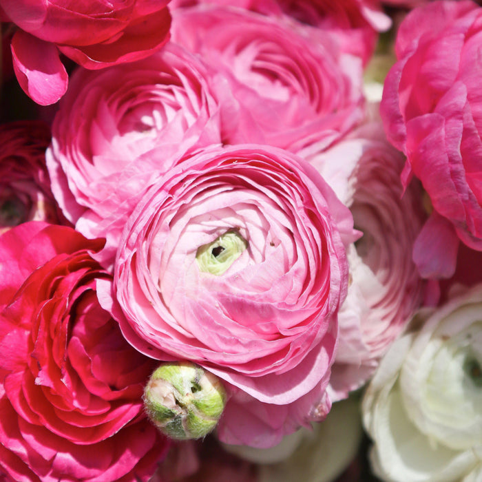 Pastel Pink Ranunculus