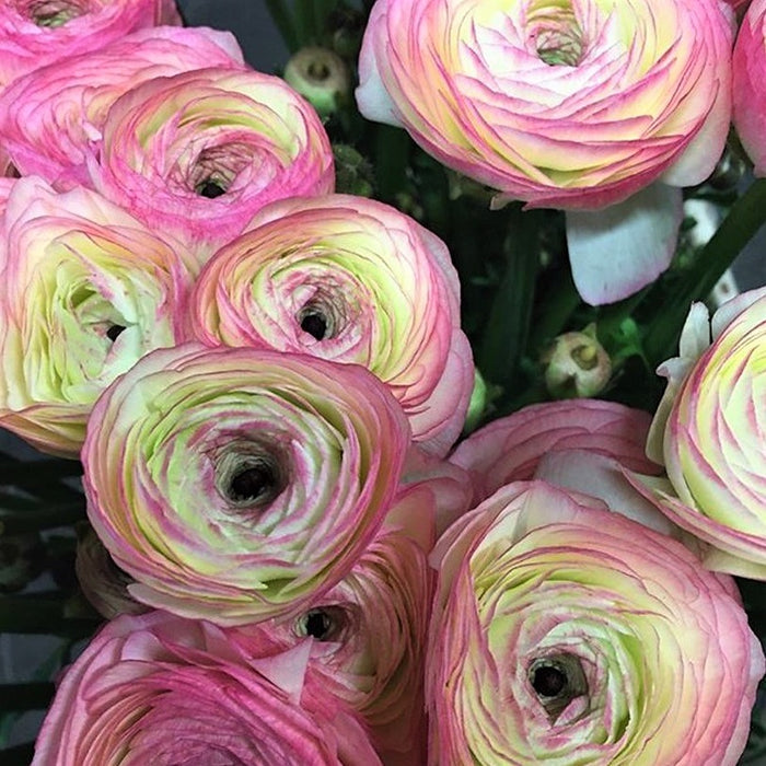 Bicolor Italian Ranunculus Success Felicidade