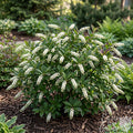 Itea First Editions Love Child Sweetspire