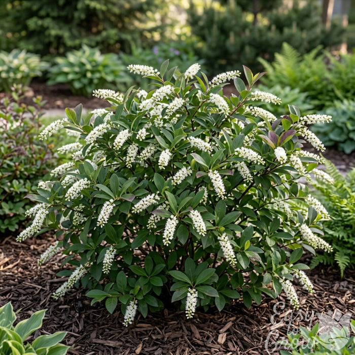 Itea First Editions Love Child Sweetspire