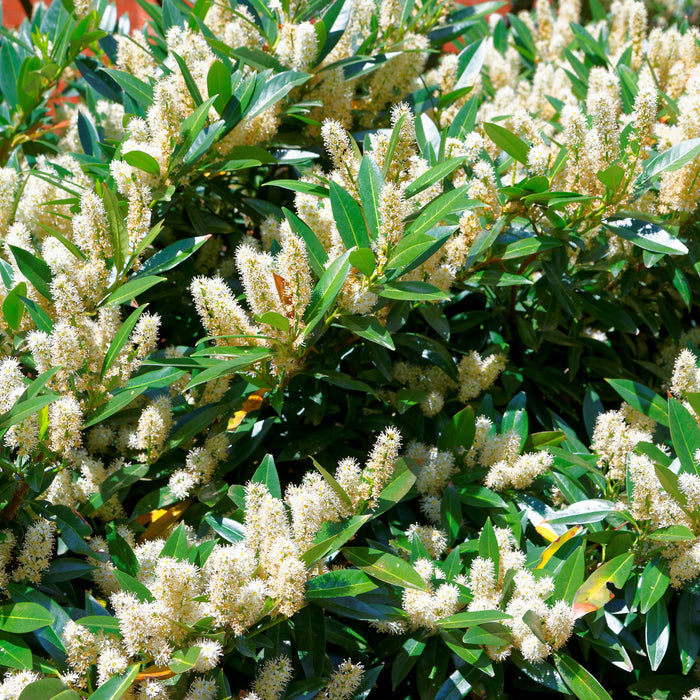 Itea First Editions® Love Child® Sweetspire in the garden