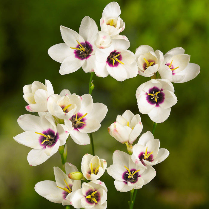 blooming white and violet ixia