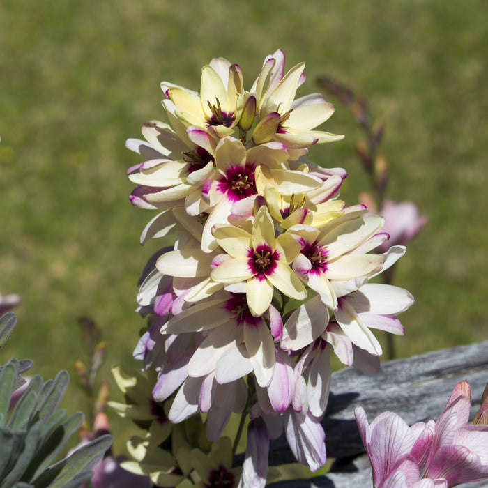 blooming ixia spotlight