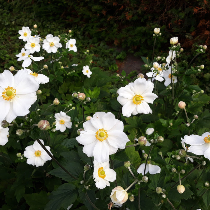 Japanese Anemone - Honorine Jobert