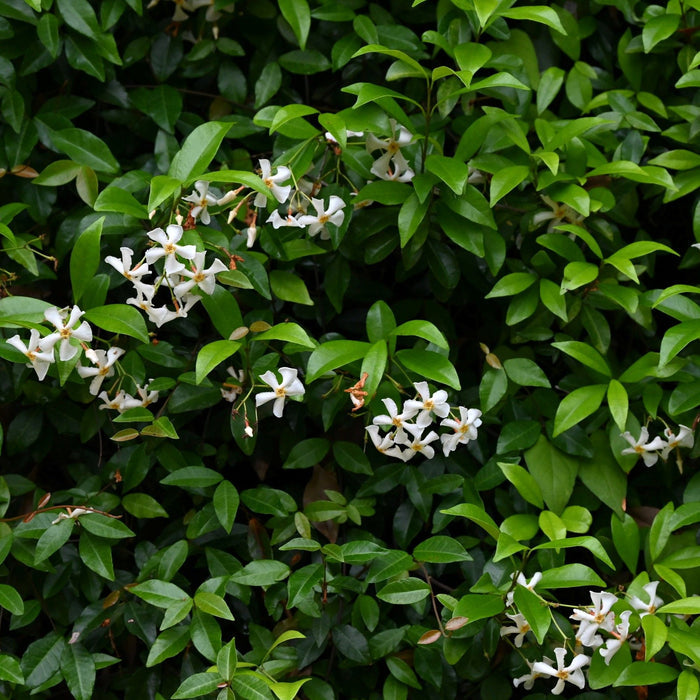 Jasmine Asiatic Minima groundcover