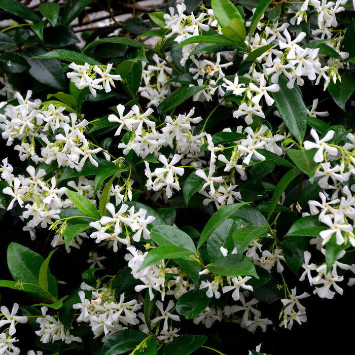 Jasmine Star in bloom