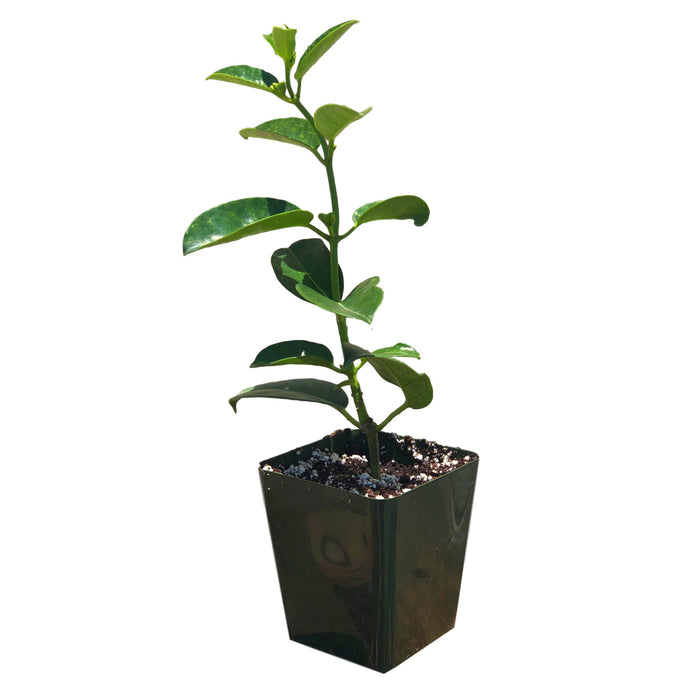 Jasmine - Stephanotis Madagascar