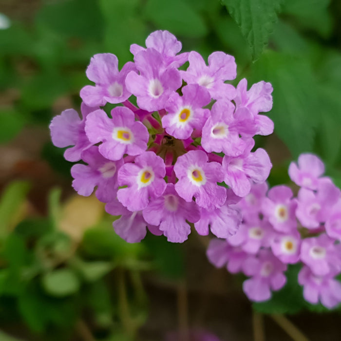 Lantnana Purple Falls has purple blooms with white eye