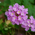 Lantnana Purple Falls has purple blooms with white eye
