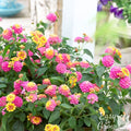 pink, yellow and orange blooms of Lantana Tropic Pink Bird.