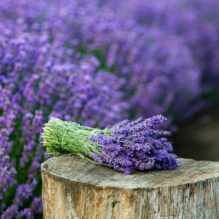 French Lavender Provence blue-violet flowers