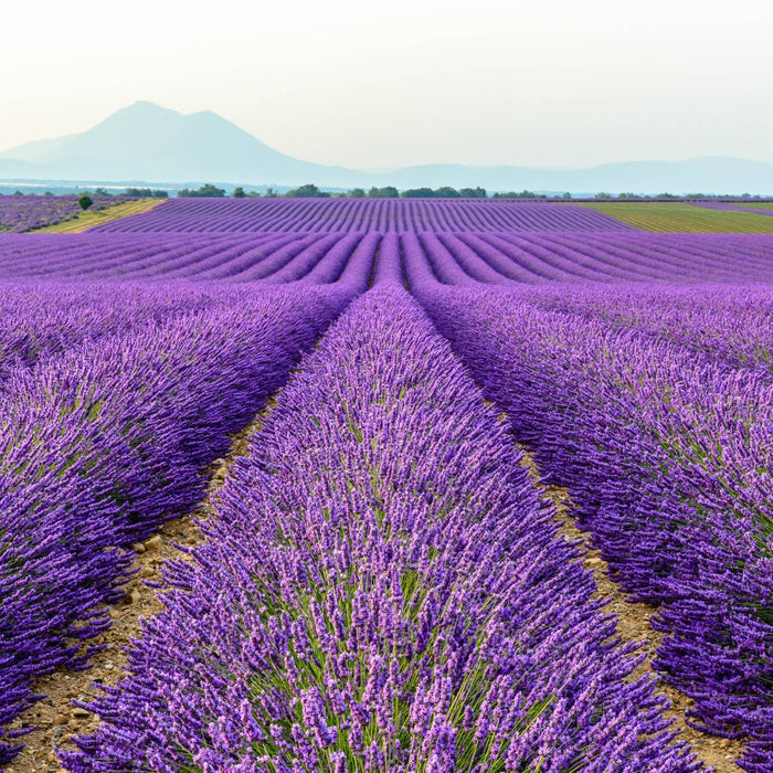 French Lavender Provence growing in fields