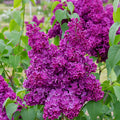 Lilac Common Purple in the garden