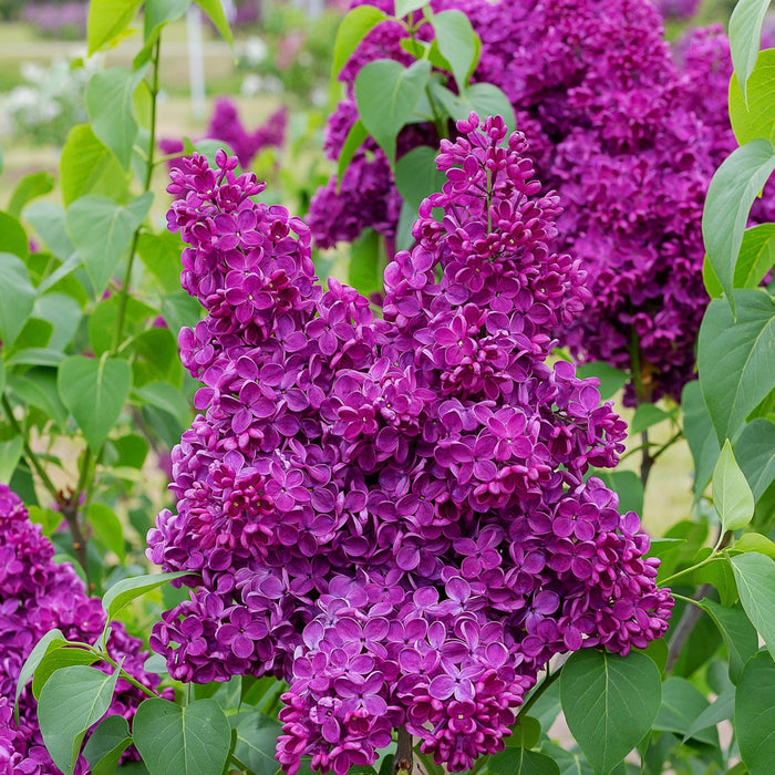 Lilac Common Purple in the garden
