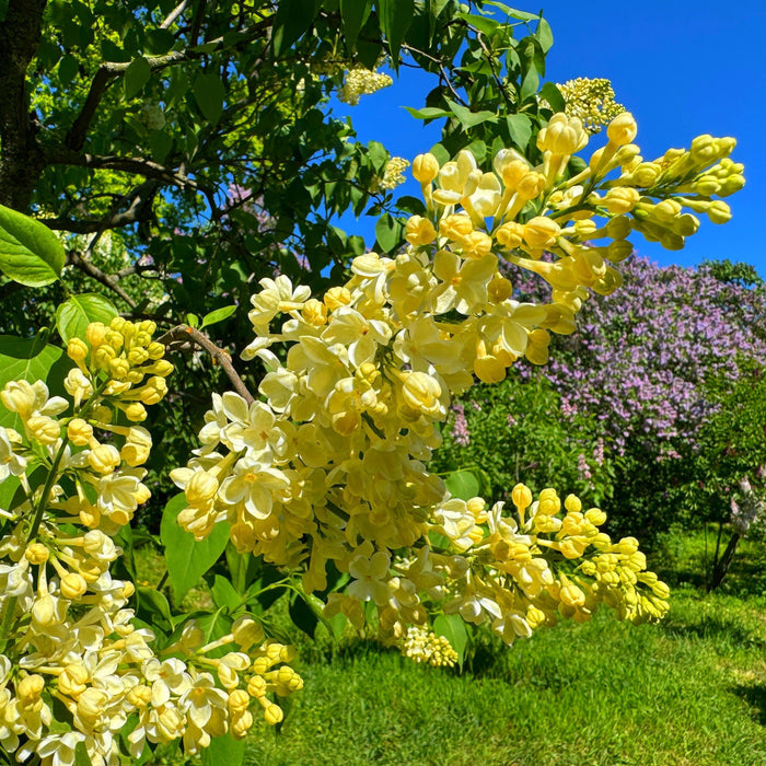 Yellow Lilac Primrose
