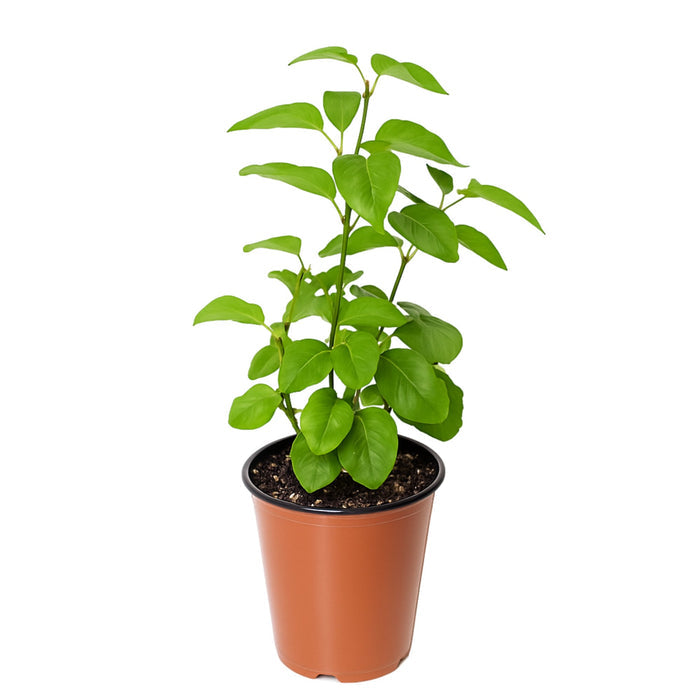 Syringa Lilac primrose in quart grower pot