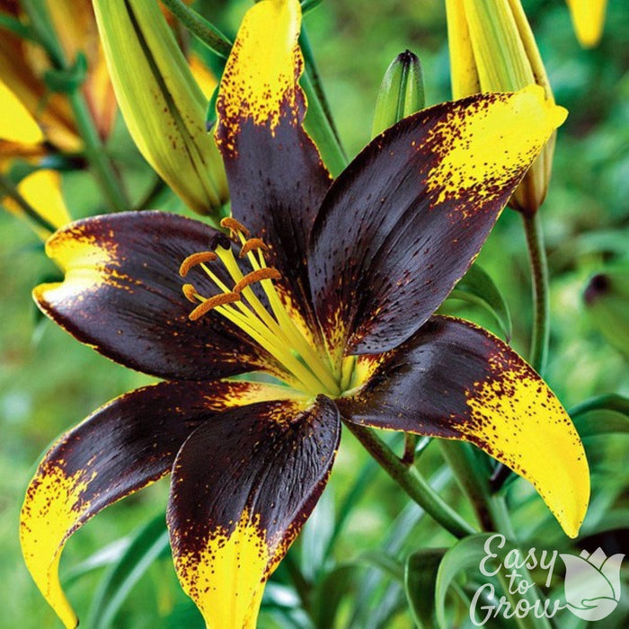 Lily Lion Heart bloom with dark chocolate center and yellow tips.