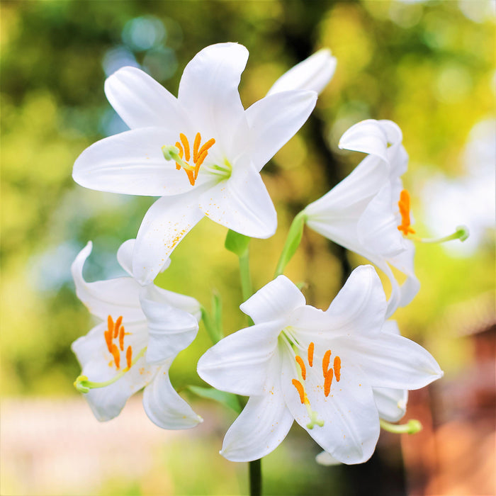 Lilium Candidum Madonna Lilly