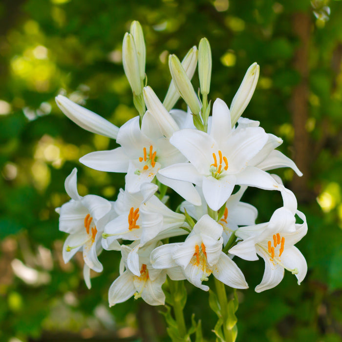 Blooming Madonna Lilly Lilium Candidum