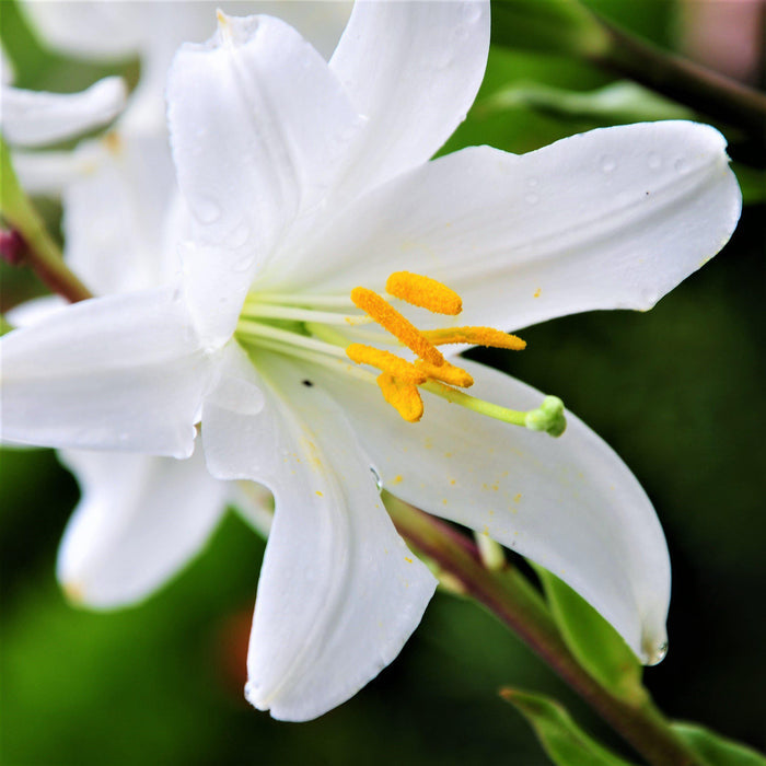 Close Up of Madonna Lilly