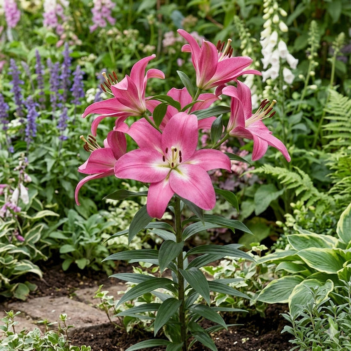 Lilium Arbatax in the garden