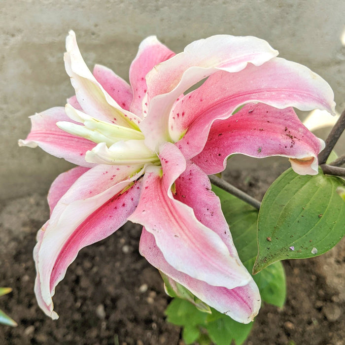 Double Pink Pollen Free Flowers of Distant Drum