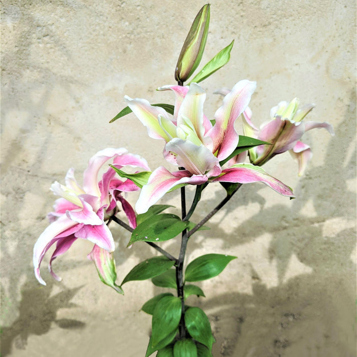 flower stalk of blooming lily distant drum
