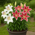 Oriental Liles white casa blanca and maroon star fighter blooms