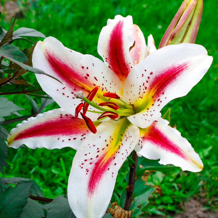 tricolor lily playtime