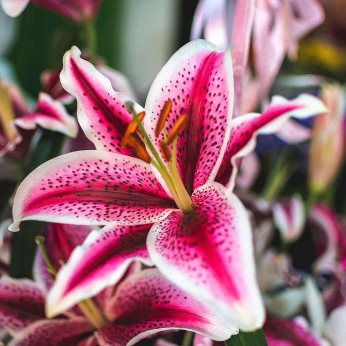 Breathtakingly Bold Stargazer Lily
