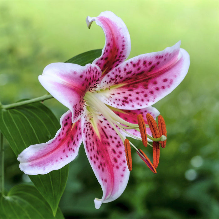 Spellbinding Freckles Stand Out Against the Deep Pink Petals of the Stargazer Lily