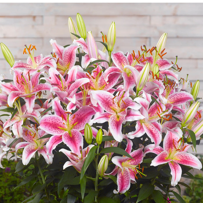 A Bountiful Bundle of Stargazer Lilies