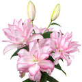Light Pink Oriental Lily Bulbs For Sale