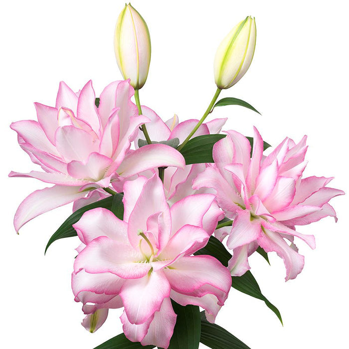 Light Pink Oriental Lily Bulbs For Sale