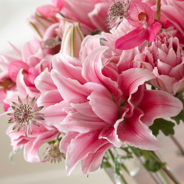 Pink Roselily Isabella