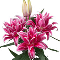 Pink Roselily Flowers Without Pollen