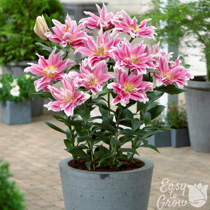 pink and white pollen free roselily natalia growing in a pot