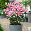pink and white pollen free roselily natalia growing in a pot