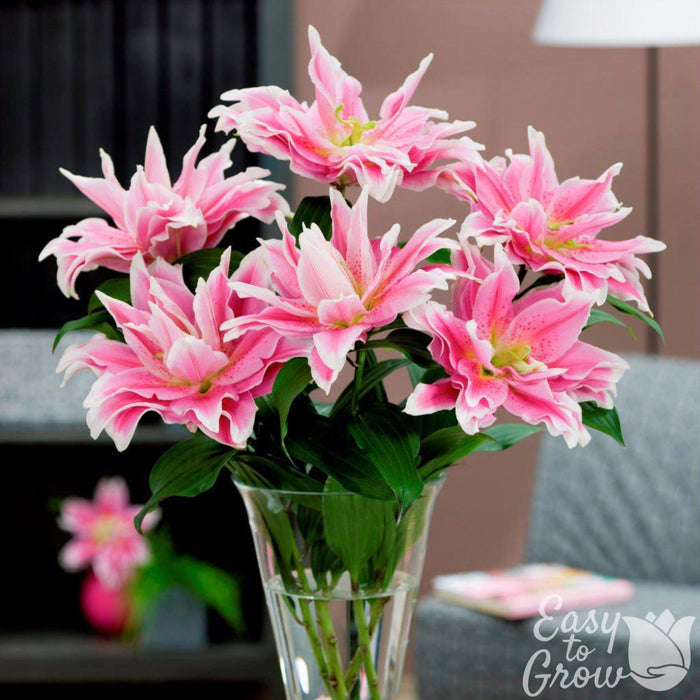 pink and white pollen free roselily natalia in a vase