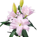 Light Pink Oriental Roselily Sascha