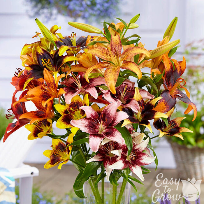 Assorted Tango Lily flowers arranged In a vase.