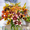 Assorted Tango Lily flowers arranged In a vase.