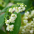 Tiny White Bell-Like Flowers on a Curved, Extending Stem Define Lily of The Valley Prolificans
