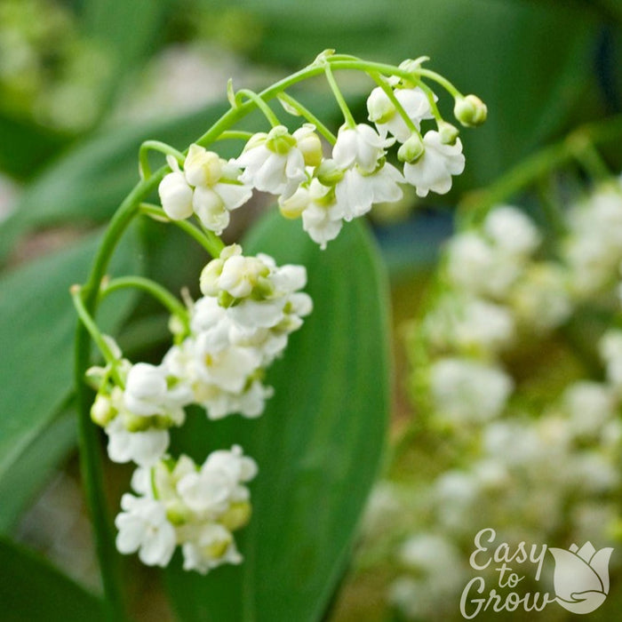 Tiny White Bell-Like Flowers on a Curved, Extending Stem Define Lily of The Valley Prolificans