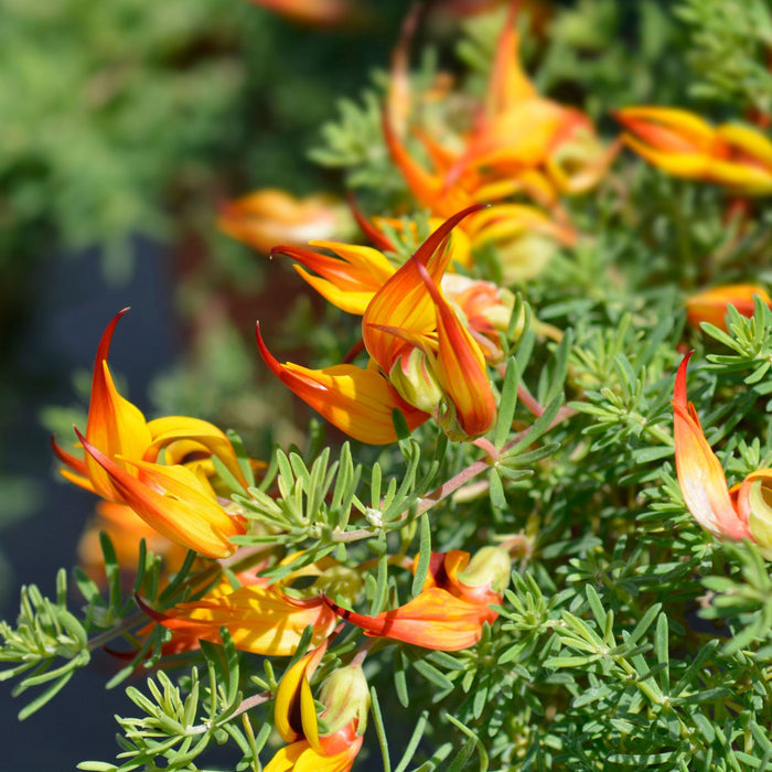 Unique-beak flowers of Lotus Gold Flash