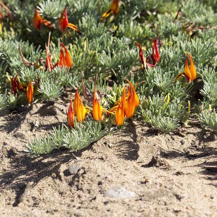 Lotus maculatus groundcover