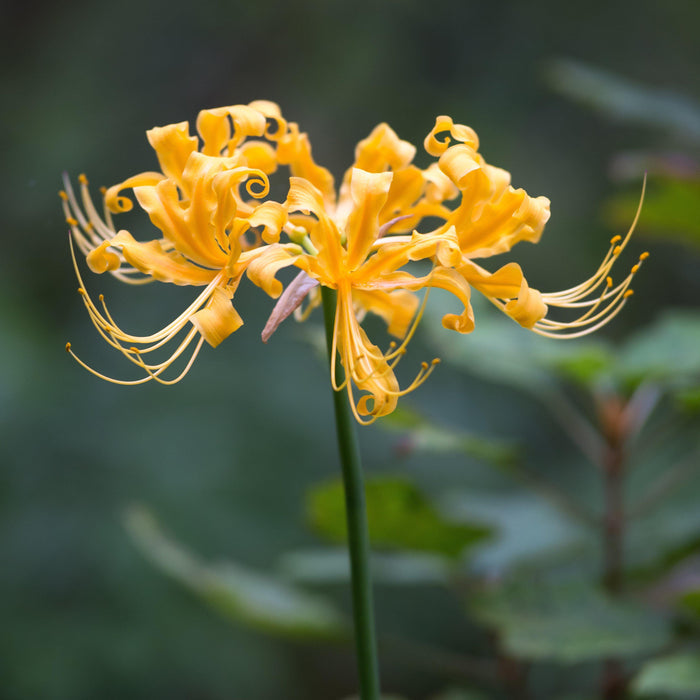 Yellow Spider Lily